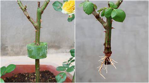 How To Propagate A Rose Stem - Home Gardens - raincitystudios.com