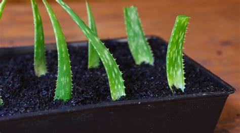How to Propagate an Aloe Vera Plant - Better Homes - raincitystudios.com