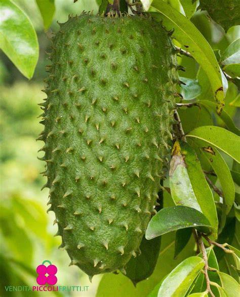 How to Propagate Annona muricata - Propagate One - raincitystudios.com