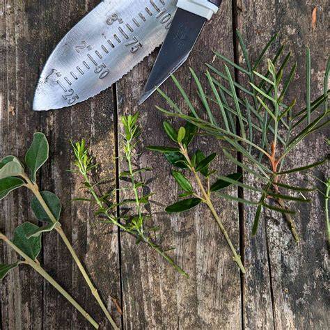 How to Propagate Australian Native Plants From Cuttings - raincitystudios.com
