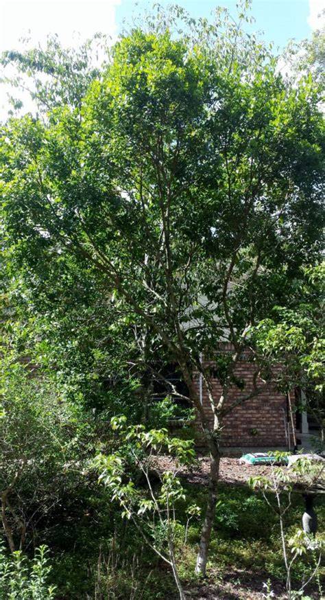 How to Propagate Black ironwood - PictureThis - raincitystudios.com