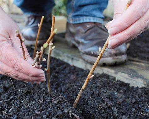 How to propagate blackcurrants from hardwood cuttings | Gardeningetc - raincitystudios.com
