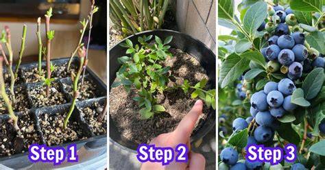 How to Propagate Blueberry Bushes - Gardener's Path - raincitystudios.com
