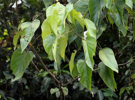 How to Propagate Caloncoba welwitschii - Propagate One - raincitystudios.com
