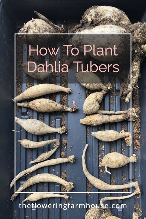 How to Propagate Dahlia Stem and Tuber Cuttings - raincitystudios.com