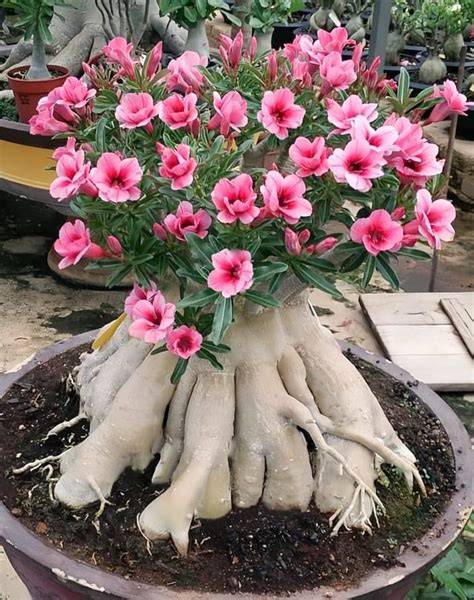 How to Propagate Desert ironwood: Complete Propagation Guide - raincitystudios.com
