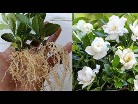 How To Propagate Gardenia: Starting Gardenias From … - raincitystudios.com