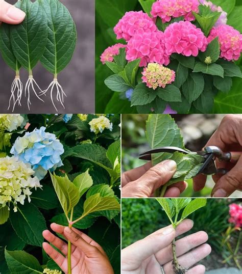 How to Propagate Hydrangeas - HGTV - raincitystudios.com