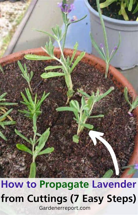 How to Propagate Lavender From Cuttings in 7 Simple … - raincitystudios.com