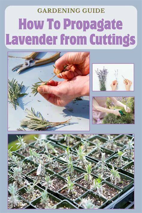 How to propagate lavender from cuttings - Homes - raincitystudios.com