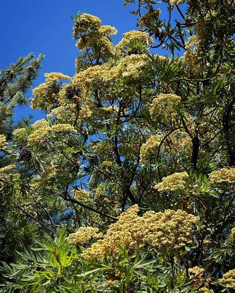 How to Propagate Lyonothamnus floribundus - raincitystudios.com
