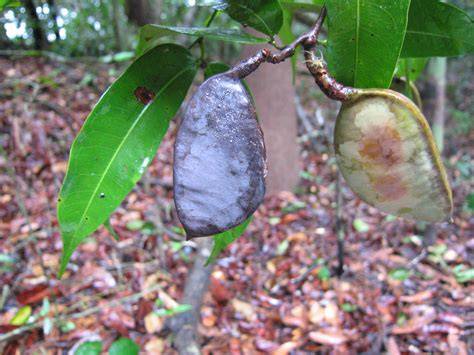 How to Propagate Macrolobium angustifolium - raincitystudios.com