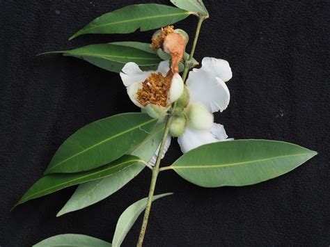 How to Propagate Mesua ferrea - raincitystudios.com