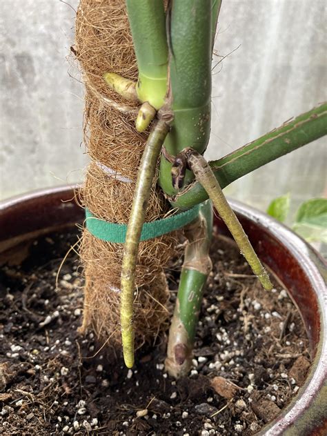 How to propagate Monstera from Aerial Roots - raincitystudios.com