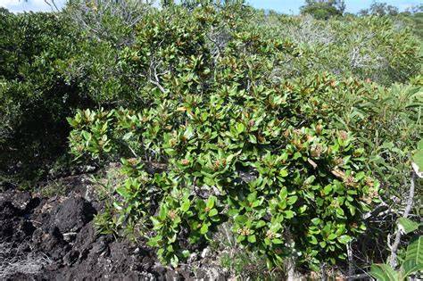 How to Propagate Myrtopsis novae-caledoniae - raincitystudios.com