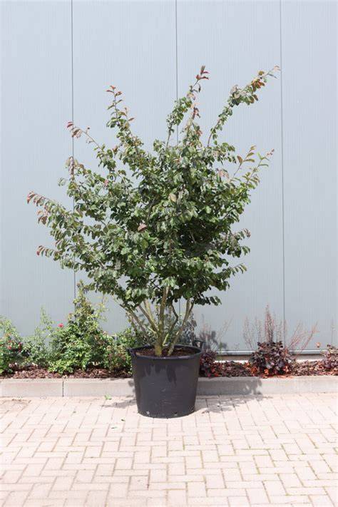 How to Propagate Parrotia persica - raincitystudios.com