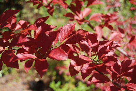 How to Propagate Parrotia subaequalis - Propagate One - raincitystudios.com