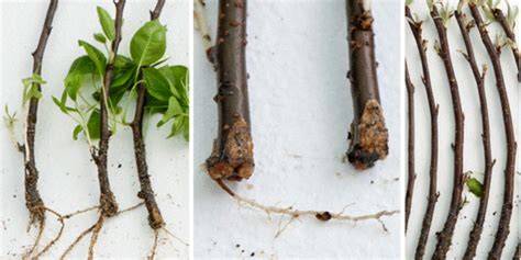 How to Propagate Pear Trees from Cuttings - Gardener's Path - raincitystudios.com