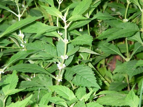 How to Propagate Persian ironwood: Complete Propagation Guide ... - raincitystudios.com