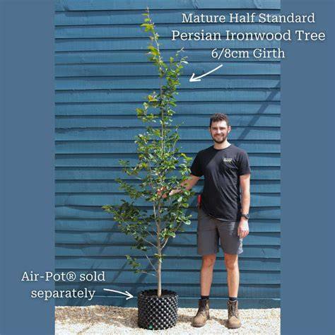How to Propagate Persian ironwood - PictureThis - raincitystudios.com
