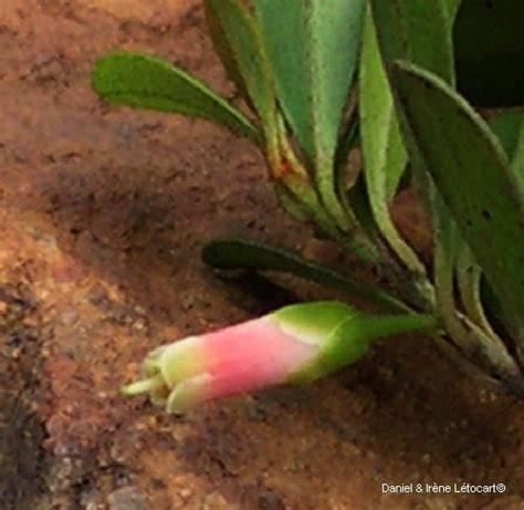 How to Propagate Planchonella ericiflora - raincitystudios.com