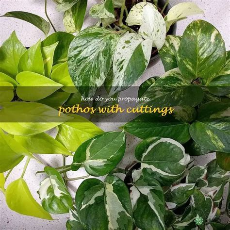 How to Propagate Pothos: A Comprehensive Guide - muktibox.com