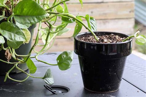 How to propagate pothos: layering & cuttings - Plantura - muktibox.com
