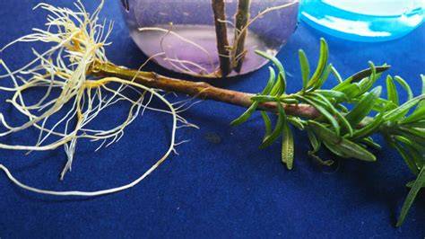 How to Propagate Rosemary from Cuttings: A … - raincitystudios.com