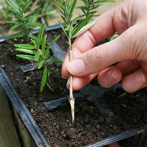 How to Propagate Rosemary - Gardenary - raincitystudios.com