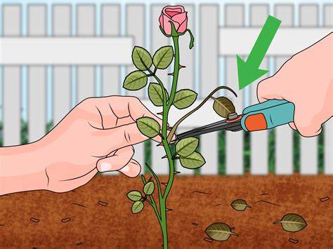 How to Propagate Roses: A Step-by-Step … - raincitystudios.com