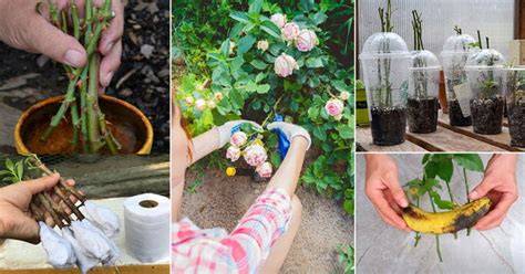 How to Propagate Roses From Cuttings in 6 Easy Steps - raincitystudios.com