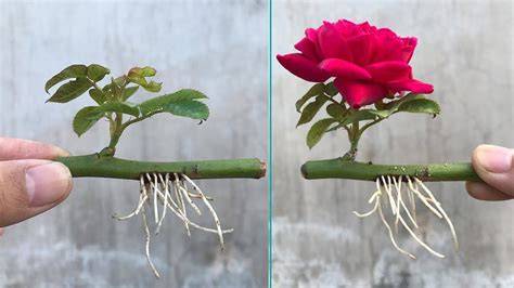 How To Propagate Roses From Cuttings - High … - raincitystudios.com