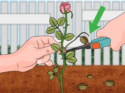 How to Propagate Roses from Hardwoord Cuttings. - raincitystudios.com