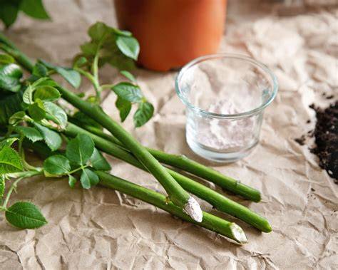 How to Propagate Roses Like A Pro: 5 Expert - raincitystudios.com