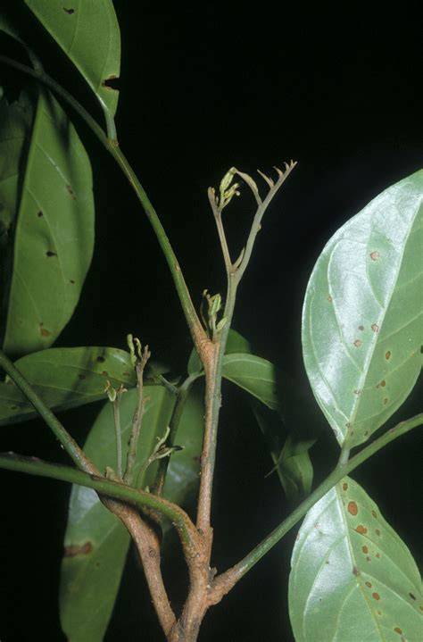 How to Propagate Tachigali plumbea - Propagate One - raincitystudios.com