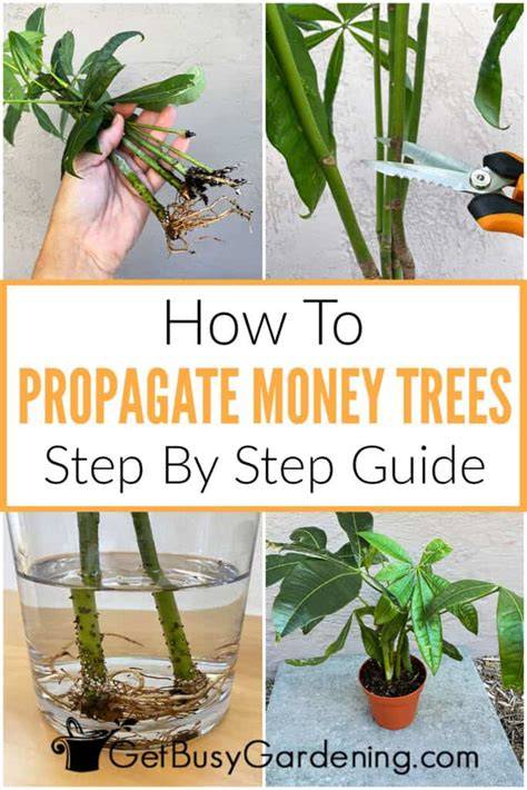How to Propagate Trees: Step-by-Step Guide for … - raincitystudios.com