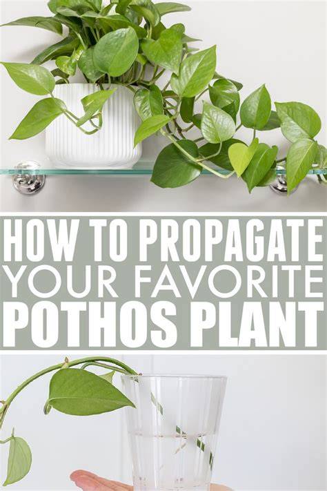 How to Propagate Your Ironwood - greg.app - raincitystudios.com