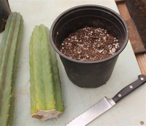 How to Propagate your San Pedro Cactus - The … - raincitystudios.com
