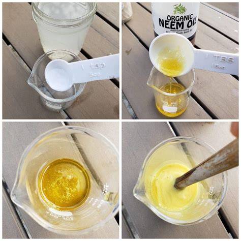 How to Properly Emulsify Neem Oil & Make a Safe Garden Pest Spray - raincitystudios.com