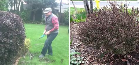 How To Prune Barberry Shrubs - Garden Guides - raincitystudios.com
