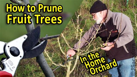 How to prune fruit trees and maximize your home orchard - raincitystudios.com