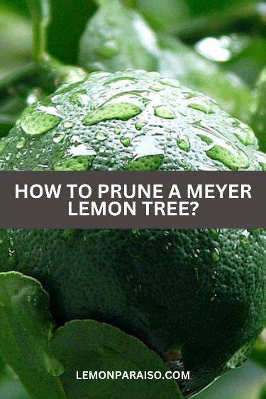 How to Prune Meyer Lemon Tree – Ultimate Guide - raincitystudios.com