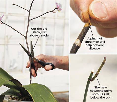 How to Prune Orchids: 14 Steps (with Pictures) - wikiHow - raincitystudios.com
