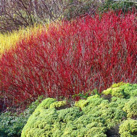 How To Prune Red Twig Dogwood Shrubs - raincitystudios.com
