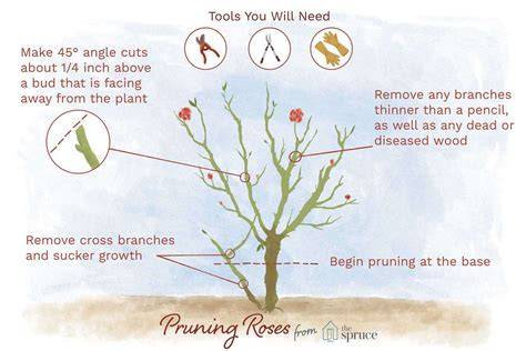 How to Prune Roses for More Blooms - The … - raincitystudios.com