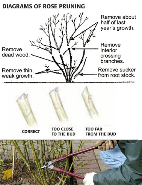 How to Prune Roses in 8 Simple Steps - Garden Design - raincitystudios.com