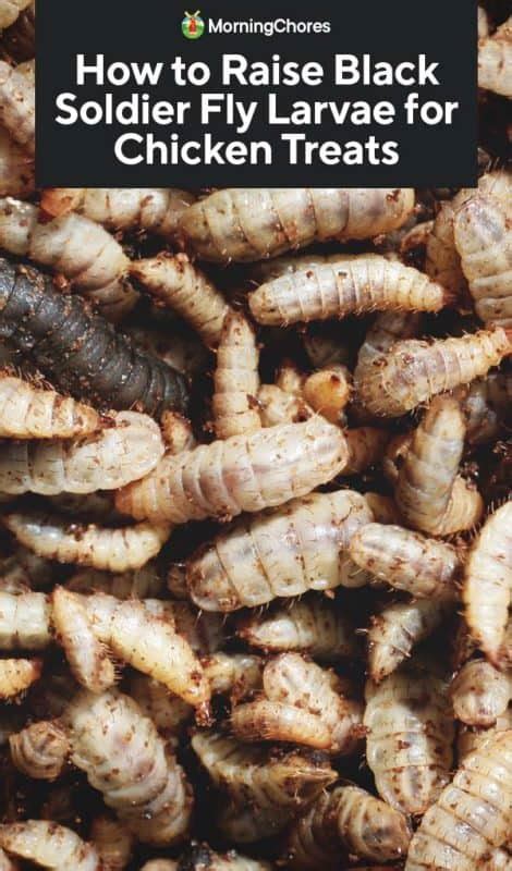 How to Raise Black Soldier Fly Larvae for Chicken Treats - raincitystudios.com