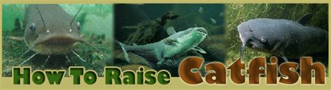 How To Raise Catfish | Raising Catfish For Profit - muktibox.com