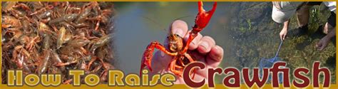 How To Raise Crawfish | Raising Crawfish For Profits - muktibox.com