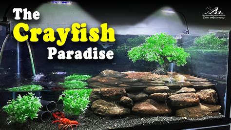 How To RAISE CRAYFISH At Home: Tank Setup & Pond Setup - muktibox.com